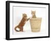 Ginger Kittens Playing in a Raffia Basket-Mark Taylor-Framed Photographic Print