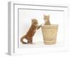 Ginger Kittens Playing in a Raffia Basket-Mark Taylor-Framed Photographic Print