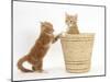 Ginger Kittens Playing in a Raffia Basket-Mark Taylor-Mounted Photographic Print