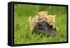 Ginger Kittens Playing with Person's Shoe-null-Framed Stretched Canvas