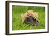 Ginger Kittens Playing with Person's Shoe-null-Framed Photographic Print