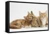 Ginger Kittens with Sandy Lionhead-Lop Rabbit-Mark Taylor-Framed Stretched Canvas