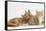 Ginger Kittens with Sandy Lionhead-Lop Rabbit-Mark Taylor-Framed Stretched Canvas