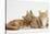 Ginger Kittens with Sandy Lionhead-Lop Rabbit-Mark Taylor-Stretched Canvas