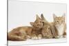 Ginger Kittens with Sandy Lionhead-Lop Rabbit-Mark Taylor-Stretched Canvas