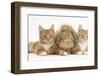 Ginger Kittens with Sandy Lionhead-Lop Rabbit-Mark Taylor-Framed Photographic Print