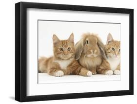 Ginger Kittens with Sandy Lionhead-Lop Rabbit-Mark Taylor-Framed Photographic Print