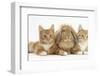 Ginger Kittens with Sandy Lionhead-Lop Rabbit-Mark Taylor-Framed Photographic Print