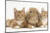 Ginger Kittens with Sandy Lionhead-Lop Rabbit-Mark Taylor-Mounted Photographic Print