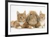 Ginger Kittens with Sandy Lionhead-Lop Rabbit-Mark Taylor-Framed Photographic Print