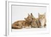Ginger Kittens with Sandy Lionhead-Lop Rabbit-Mark Taylor-Framed Photographic Print