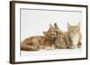 Ginger Kittens with Sandy Lionhead-Lop Rabbit-Mark Taylor-Framed Photographic Print