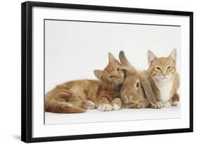 Ginger Kittens with Sandy Lionhead-Lop Rabbit-Mark Taylor-Framed Photographic Print