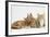 Ginger Kittens with Sandy Lionhead-Lop Rabbit-Mark Taylor-Framed Photographic Print