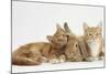 Ginger Kittens with Sandy Lionhead-Lop Rabbit-Mark Taylor-Mounted Photographic Print