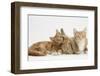 Ginger Kittens with Sandy Lionhead-Lop Rabbit-Mark Taylor-Framed Photographic Print