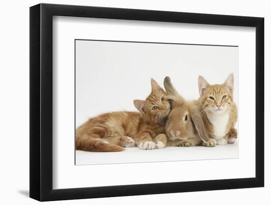 Ginger Kittens with Sandy Lionhead-Lop Rabbit-Mark Taylor-Framed Photographic Print