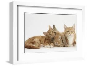 Ginger Kittens with Sandy Lionhead-Lop Rabbit-Mark Taylor-Framed Photographic Print