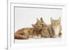 Ginger Kittens with Sandy Lionhead-Lop Rabbit-Mark Taylor-Framed Photographic Print