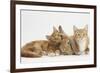 Ginger Kittens with Sandy Lionhead-Lop Rabbit-Mark Taylor-Framed Photographic Print