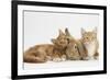 Ginger Kittens with Sandy Lionhead-Lop Rabbit-Mark Taylor-Framed Photographic Print