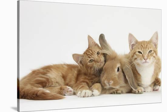 Ginger Kittens with Sandy Lionhead-Lop Rabbit-Mark Taylor-Stretched Canvas
