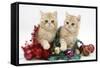 Ginger Kittens with Tinsel and Christmas Decorations-Mark Taylor-Framed Stretched Canvas