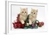 Ginger Kittens with Tinsel and Christmas Decorations-Mark Taylor-Framed Photographic Print