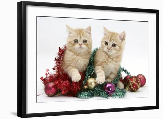 Ginger Kittens with Tinsel and Christmas Decorations-Mark Taylor-Framed Photographic Print