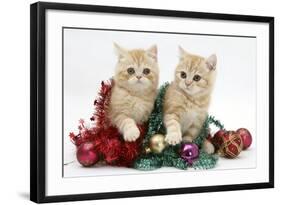 Ginger Kittens with Tinsel and Christmas Decorations-Mark Taylor-Framed Photographic Print