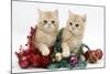 Ginger Kittens with Tinsel and Christmas Decorations-Mark Taylor-Mounted Photographic Print