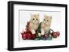 Ginger Kittens with Tinsel and Christmas Decorations-Mark Taylor-Framed Photographic Print