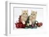 Ginger Kittens with Tinsel and Christmas Decorations-Mark Taylor-Framed Photographic Print