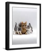 Ginger Mother with 5-Week Persian X Burmese Kittens, Taken on after Her Own Kittens were Weaned-Jane Burton-Framed Photographic Print