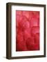 Ginger Petals-Darrell Gulin-Framed Photographic Print