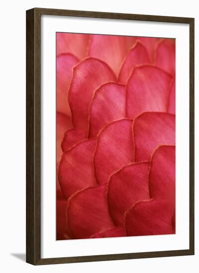 Ginger Petals-Darrell Gulin-Framed Photographic Print