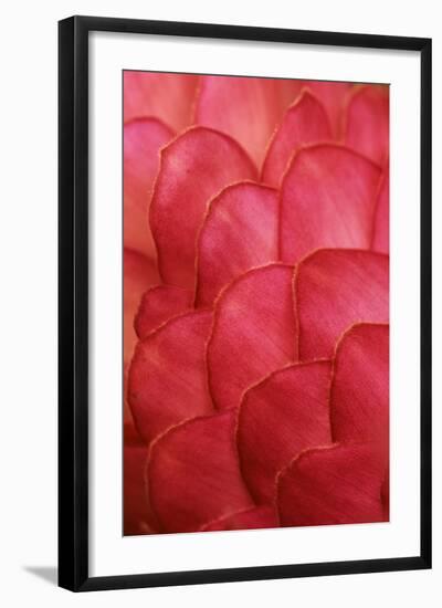 Ginger Petals-Darrell Gulin-Framed Photographic Print