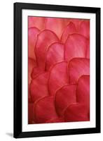 Ginger Petals-Darrell Gulin-Framed Photographic Print