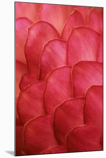 Ginger Petals-Darrell Gulin-Mounted Photographic Print