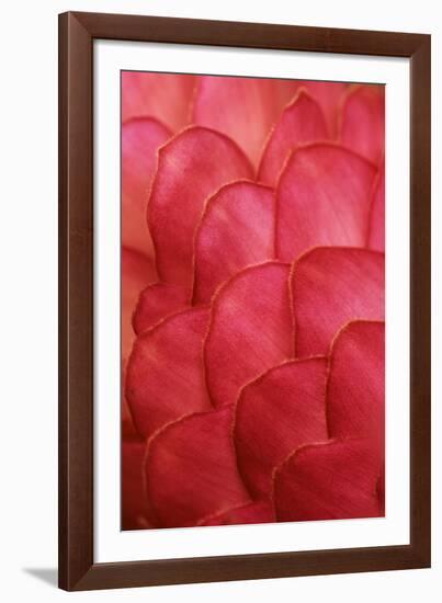 Ginger Petals-Darrell Gulin-Framed Photographic Print