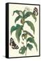 Ginger Plant with a Giant Sugar Cane Borer-Maria Sibylla Merian-Framed Stretched Canvas