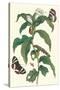 Ginger Plant with a Giant Sugar Cane Borer-Maria Sibylla Merian-Stretched Canvas