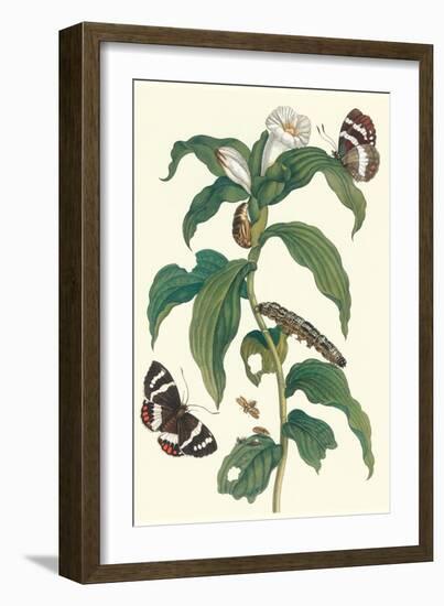 Ginger Plant with a Giant Sugar Cane Borer-Maria Sibylla Merian-Framed Art Print