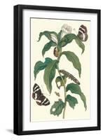 Ginger Plant with a Giant Sugar Cane Borer-Maria Sibylla Merian-Framed Art Print