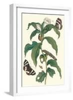 Ginger Plant with a Giant Sugar Cane Borer-Maria Sibylla Merian-Framed Art Print