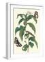 Ginger Plant with a Giant Sugar Cane Borer-Maria Sibylla Merian-Framed Art Print