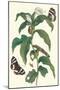 Ginger Plant with a Giant Sugar Cane Borer-Maria Sibylla Merian-Mounted Art Print