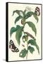 Ginger Plant with a Giant Sugar Cane Borer-Maria Sibylla Merian-Framed Stretched Canvas