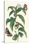 Ginger Plant with a Giant Sugar Cane Borer-Maria Sibylla Merian-Stretched Canvas