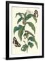 Ginger Plant with a Giant Sugar Cane Borer-Maria Sibylla Merian-Framed Art Print